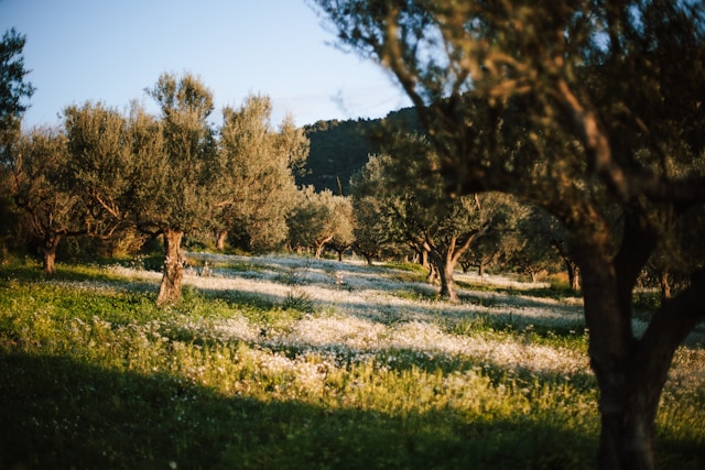 Olivares de Jaén entre montañas