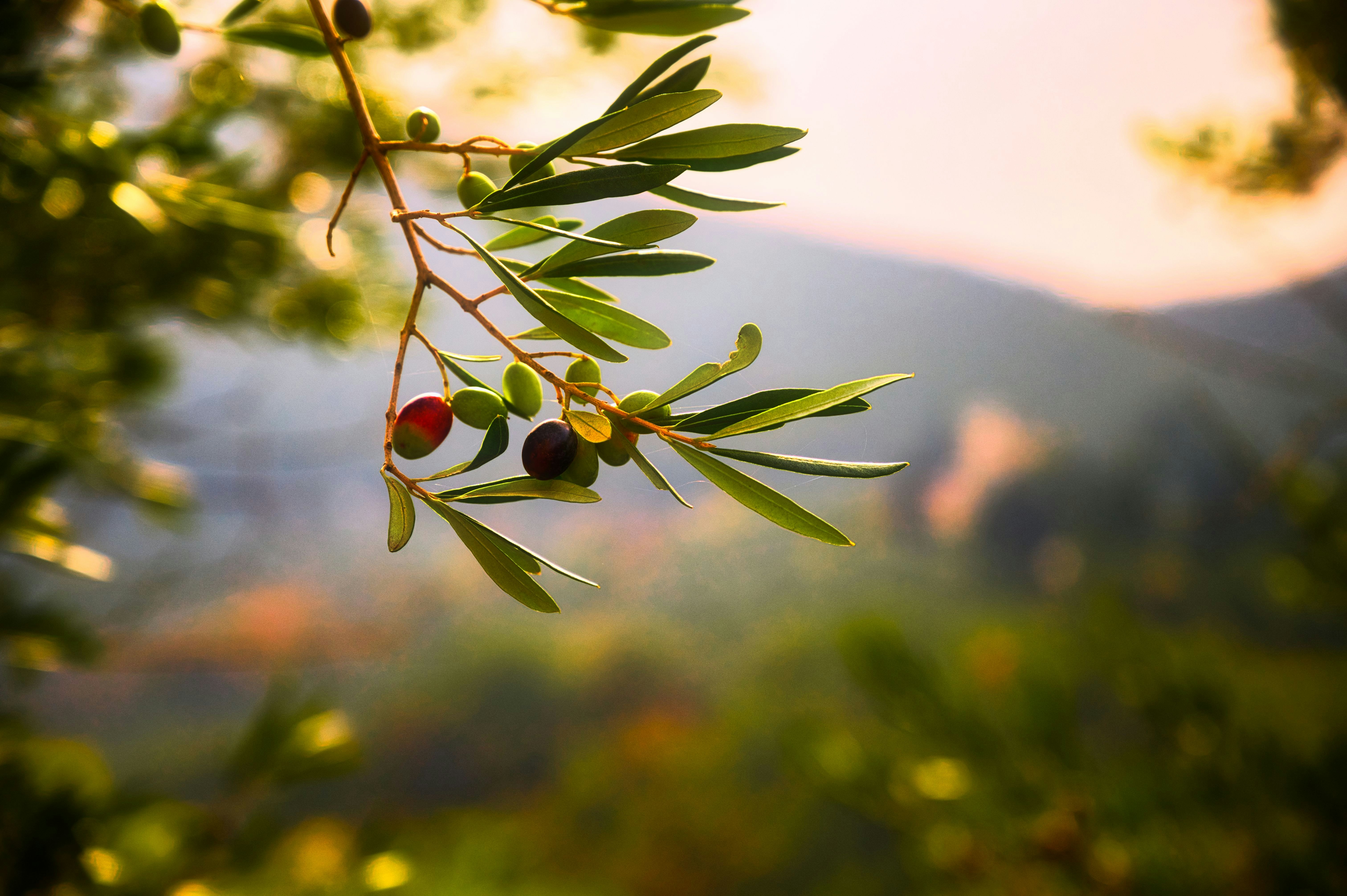 Benefici dell'Olio d'Oliva Verdeliss
