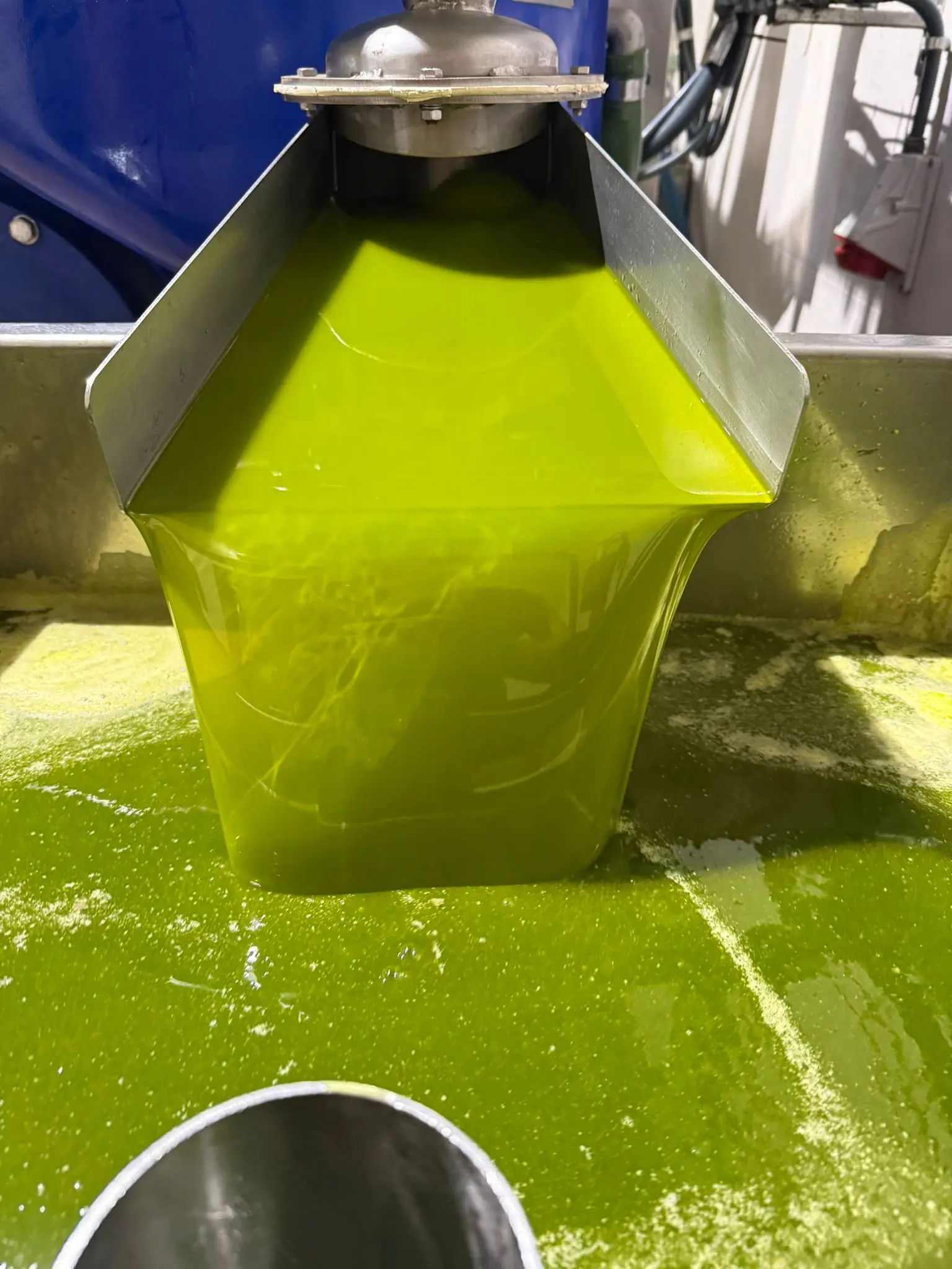 El aceite recién molturado saliendo del decánter en la almazara